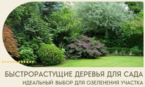 Быстрорастущие деревья для сада идеальный выбор в Ртищеве
