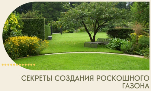Секреты создания роскошного газона в Ртищеве