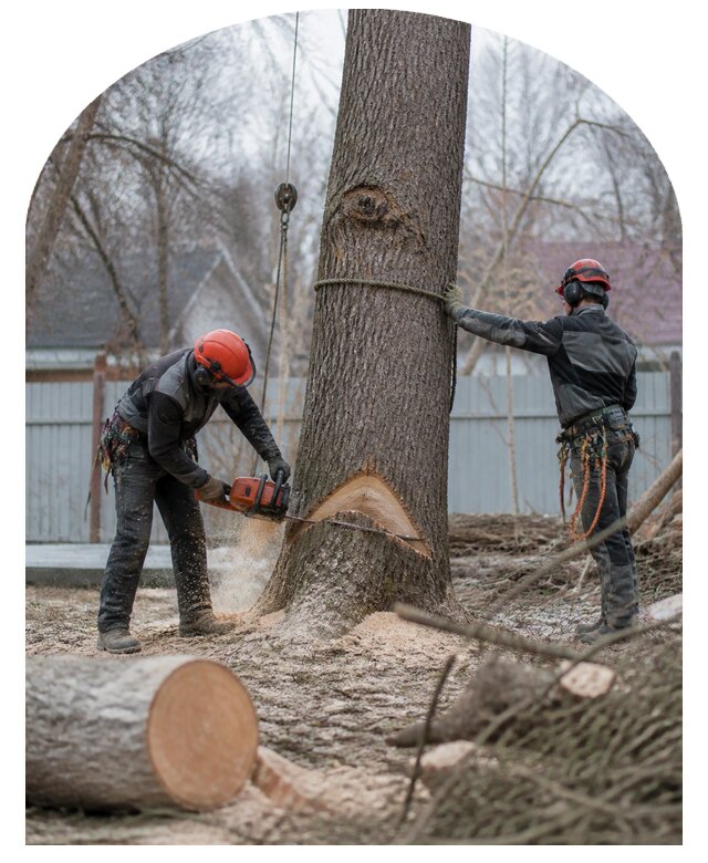 Спил деревьев с вывозом порубочных остатков в Ртищеве